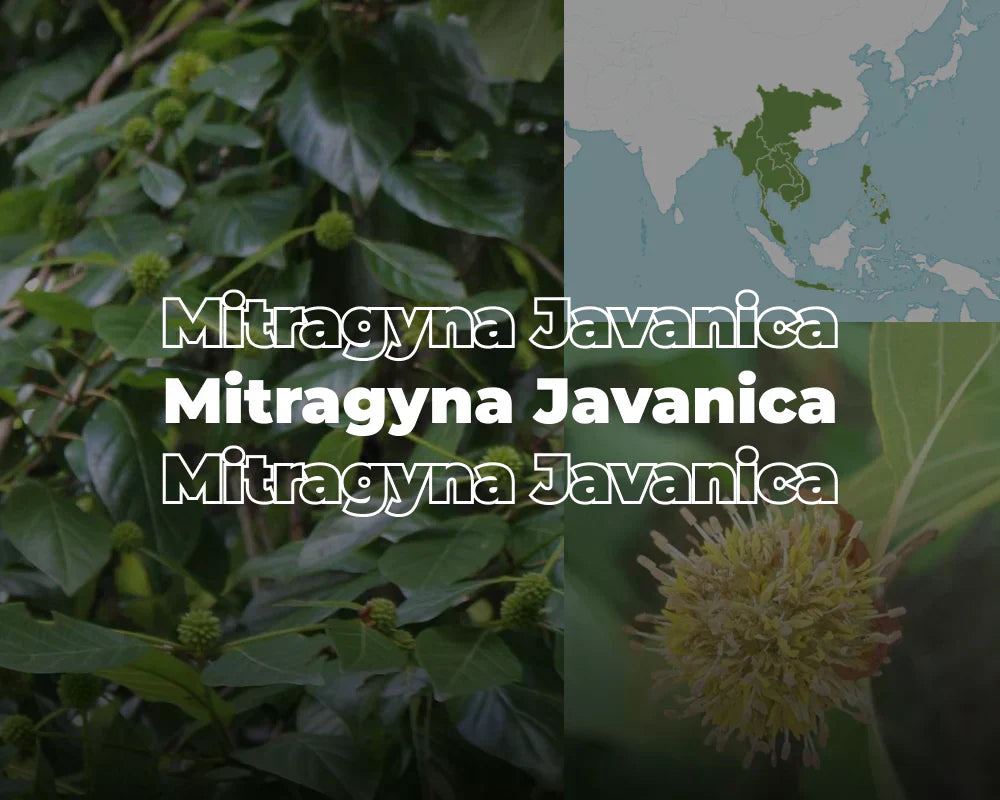 Mitragyna Javanica Kaufen