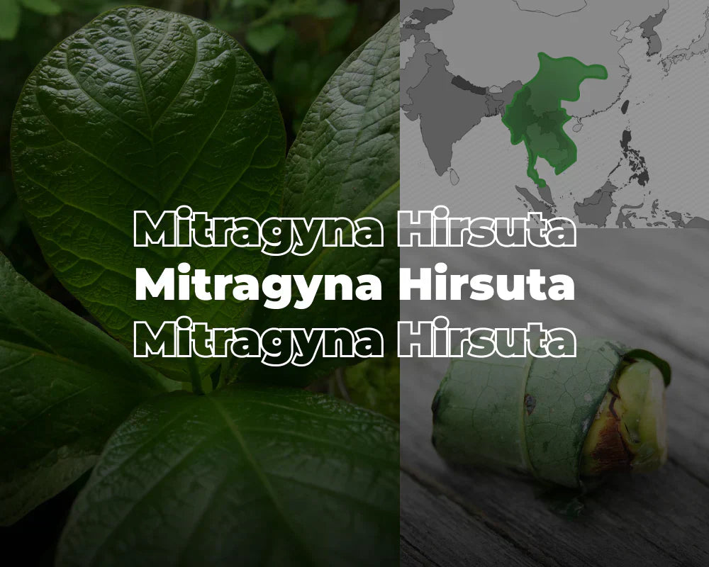 Was ist Mitragyna Hirsuta